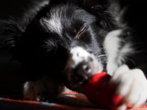 Dalmatian holding a red KONG toy