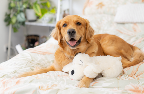 dog smiling with snuggle puppy toy