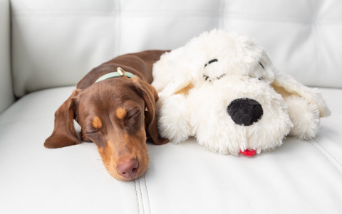 sausage dog snuggling a toy