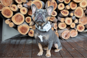 French Bulldog wearing a white citronella collar