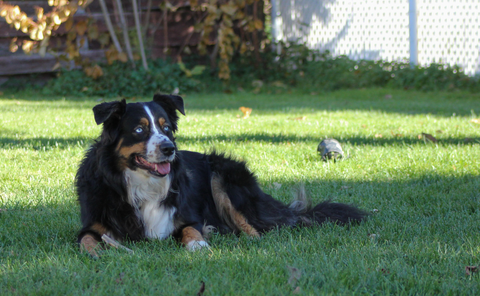 Dog laying on grass in the backyard