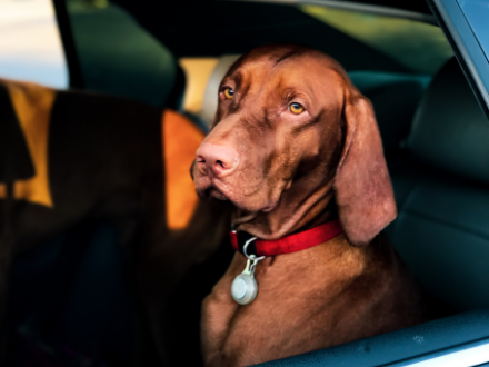  Large Vizsla Dog sitting in a car, looking out of the window
