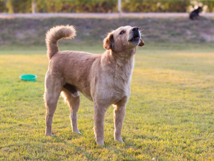 Large dog barking on grass