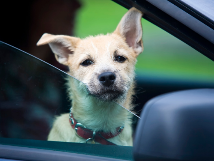  Small white dog peering out of a car window