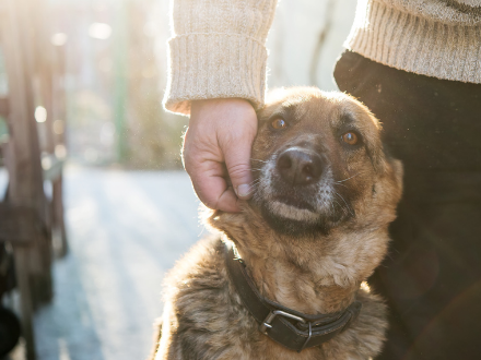  Brown dog leaning against a person getting a head scratch