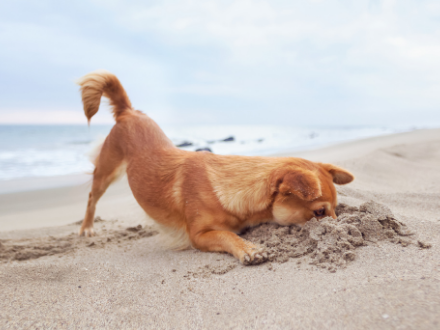 Small brown dog digging in the sand at the beach