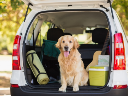 Golden Retriever dog sitting in the backseat of an open boot