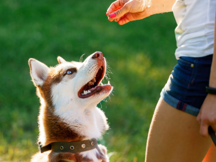 Husky sitting patiently for a treat