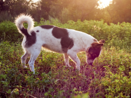 Black and white dog sniffing grass