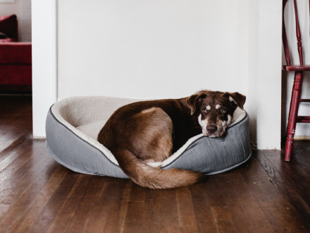 Big dog laying awake in a dog bed