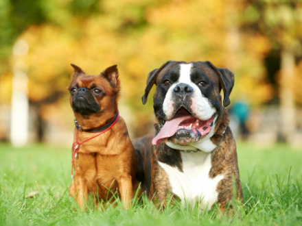 Small and large dog lying in the grass