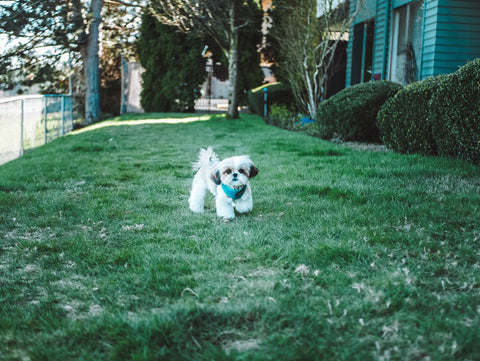 small dog running around backyard