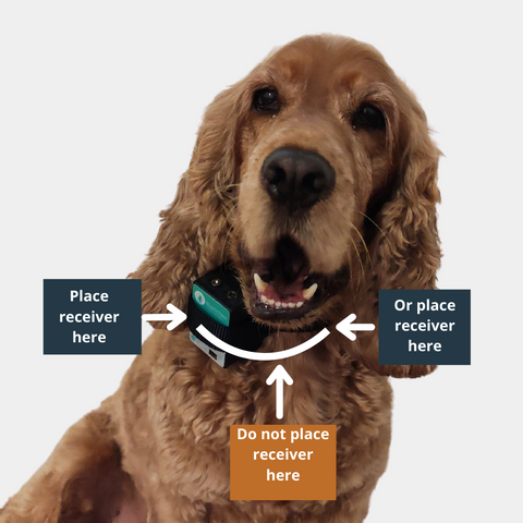 Cocker Spaniel wearing a citronella collar. With text stating where to place the collar.