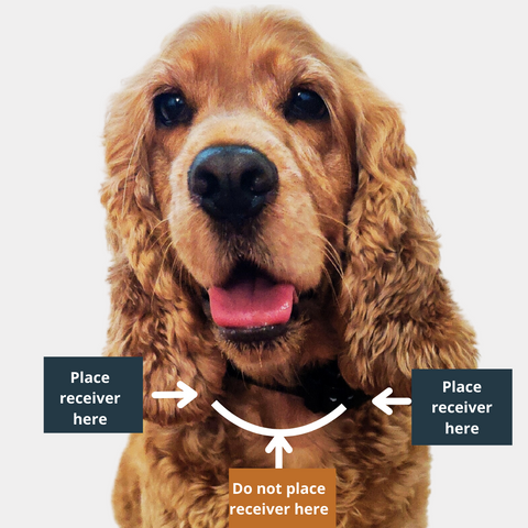 Smiling cocker spaniel with captions indicating where to place a dog training collar