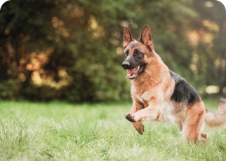 happy dog running through a field