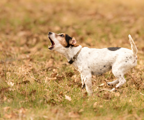 small dog barking, neighbour complain about dog barking