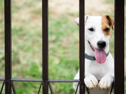 small dog standing on dog fence