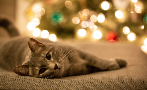 Charity Gifts for Cat Lovers