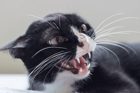 Angry adult tabby cat hissing and showing teeth Stock Photo