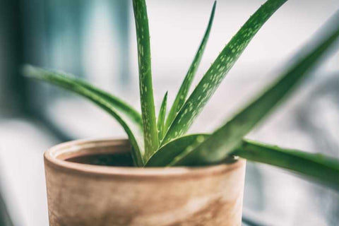 Natusan house plants