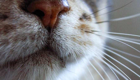 6 Facts About Cats’ Whiskers