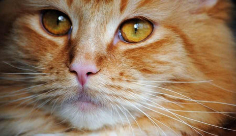 6 Facts About Cats’ Whiskers