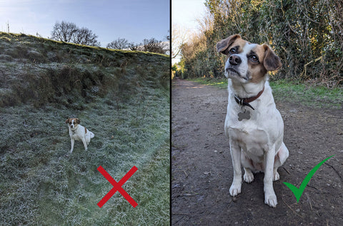 Photos showing a small dog in the frame compared to the dog much bigger
