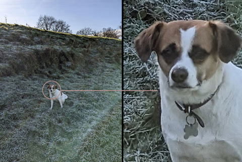 Photo example of loss of detail in a dogs face when picture is taken from too far away and the subject is small in the frame