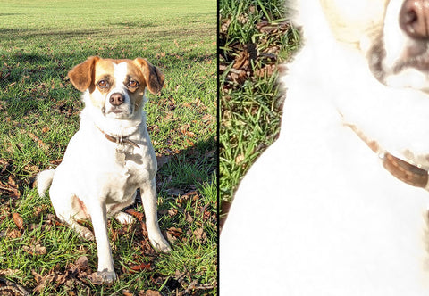 photo of white dog taken in bright sunlight and how the fur detail is burnt out