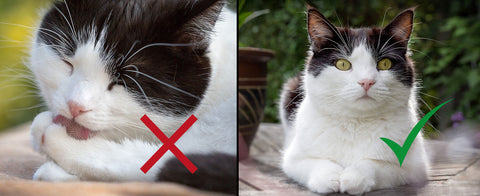 Example showing a close up of a cat licking his paws with part of his head cropped off and a better photo where all of the cat is visible