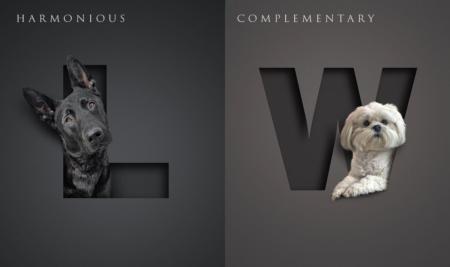 black belgian malinois mix dutch shepherd on in letter design on a black background and lassa apso dog portrait in initial letter on dark grey