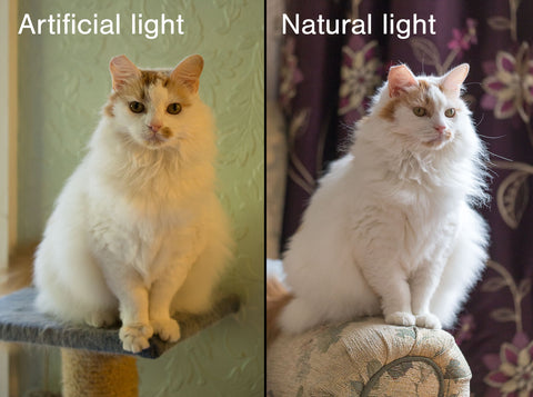 Example of how artificial lighting changes the fur colour on the cat