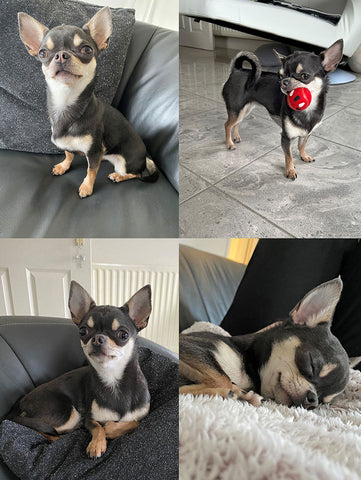 chihuahua in various standing and sitting poses