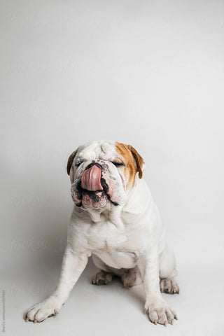 English Bulldog