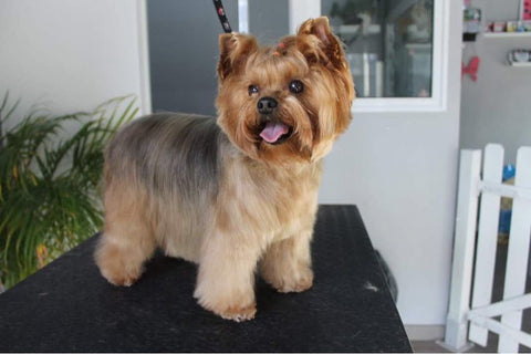 Yorkshire Terrier