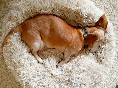 Oscar sleeping comfortably in his calming bed by Sheri's