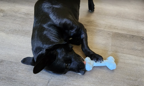 Bodhi the dog licking the Mount Ara Chew Toy