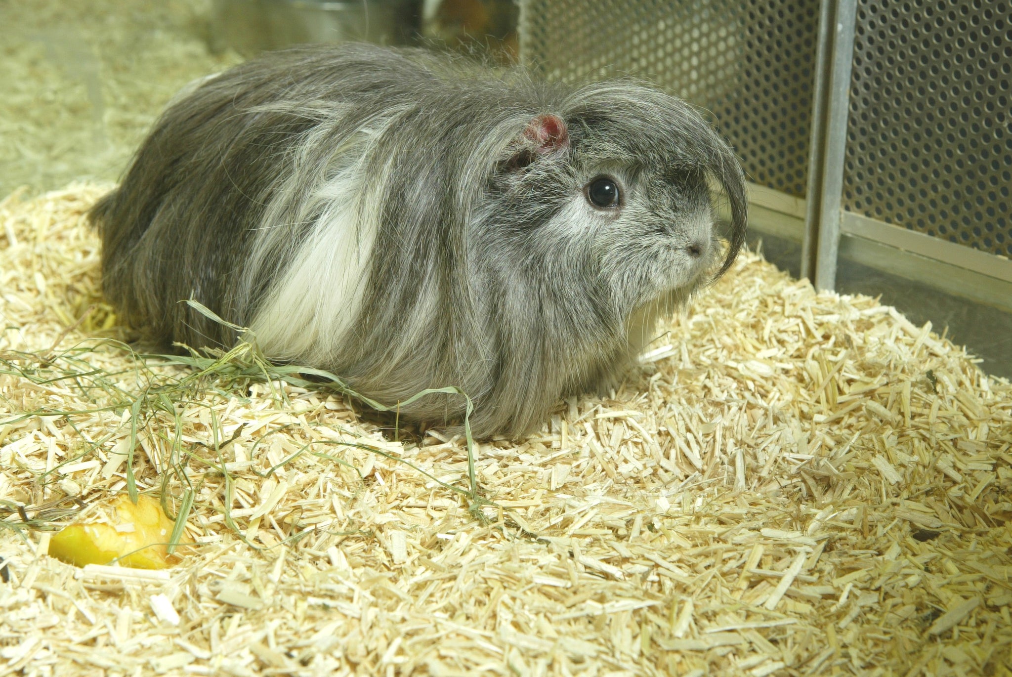 guinea pig hemp bedding