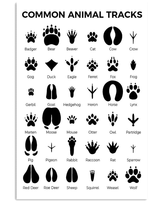 Veterinarians Common Animal Tracks Vertical Canvas And Poster | Wall Decor Visual Art