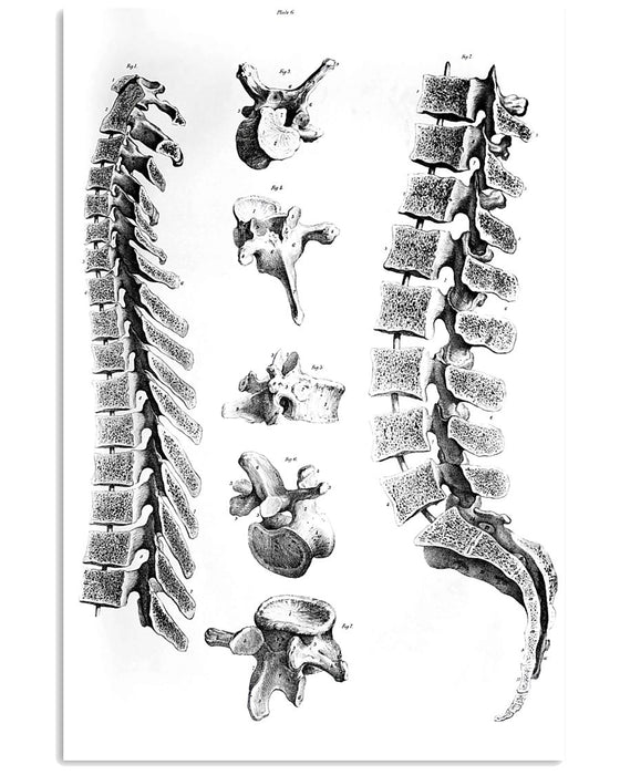 Chiropractor Anatomy Vertical Canvas And Poster | Wall Decor Visual Art