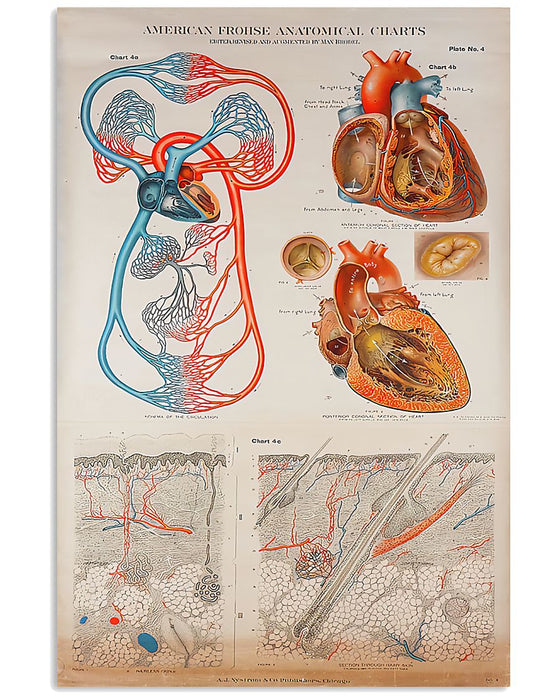 Human Heart Anatomical Cardiologist Vertical Canvas And Poster | Wall Decor Visual Art