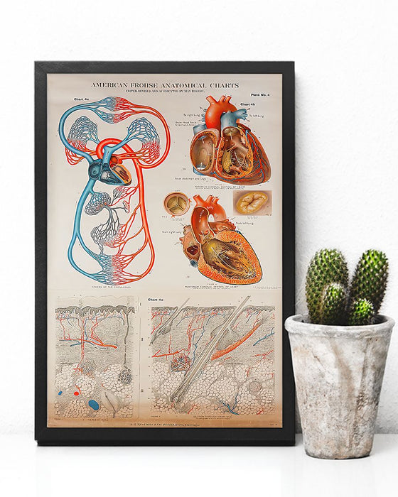 Human Heart Anatomical Cardiologist Vertical Canvas And Poster | Wall Decor Visual Art