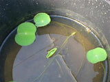 lotus coin leaves, floating leaves