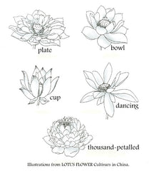 Lotus flower shapes