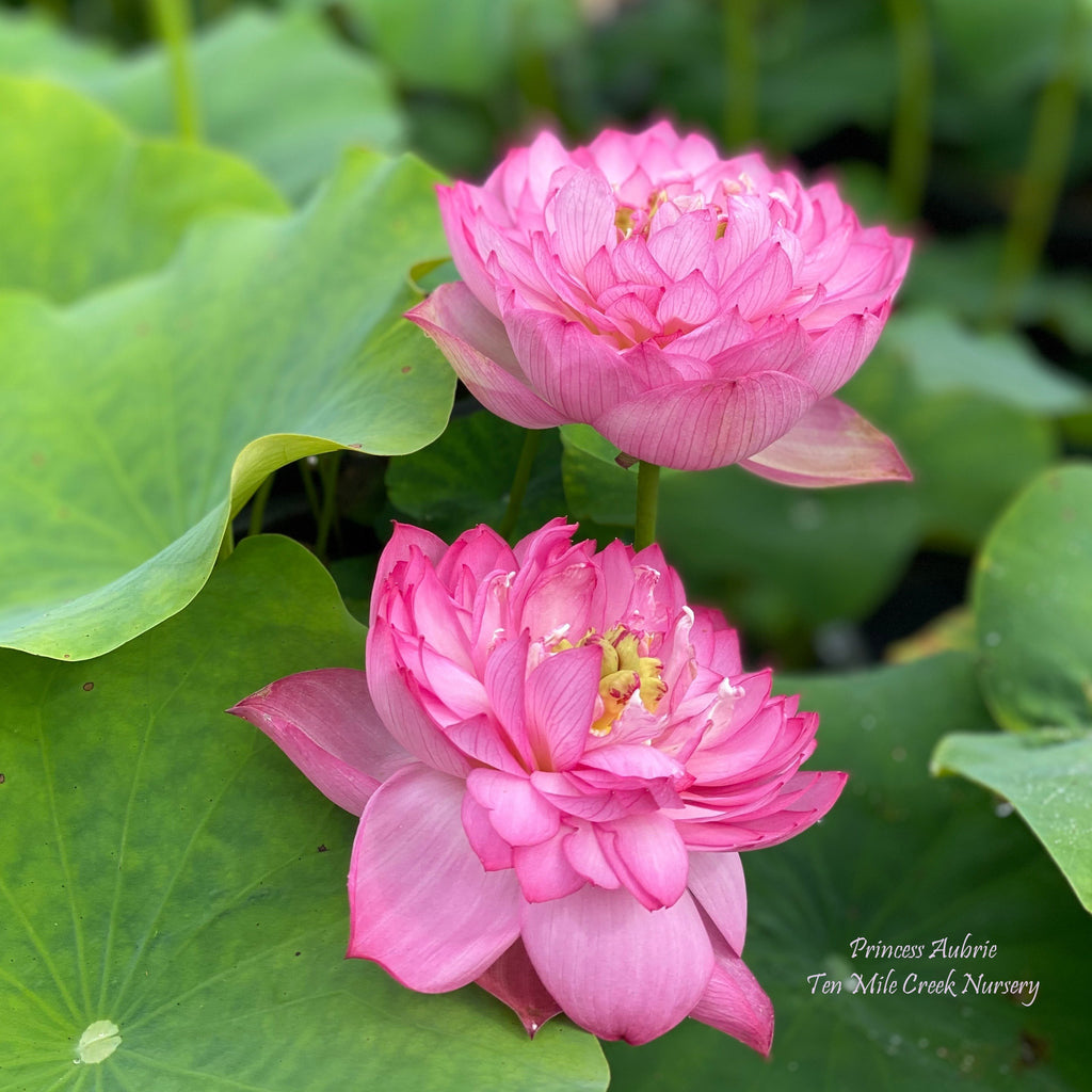 Green Star  Beautiful Lotus Flower Collections – Ten Mile Creek Nursery