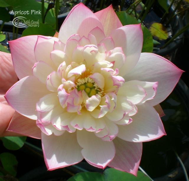 Princess Harper of Ten Mile Creek  Beautiful Lotus Flower Collections –  Ten Mile Creek Nursery