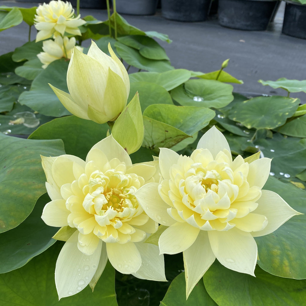 Nelumbo Nucifera 'High Cotton' Lotus (Bare Root)