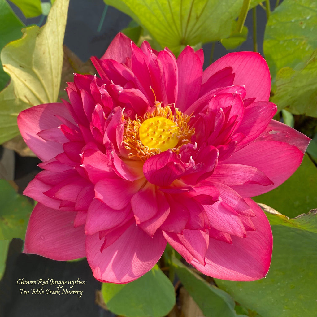 Pink Lady - Loaded with Flowers! – Ten Mile Creek Nursery