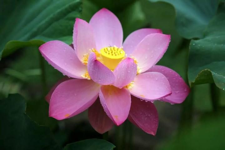 Blushing Bride  Beautiful Lotus Flower Collections – Ten Mile Creek Nursery