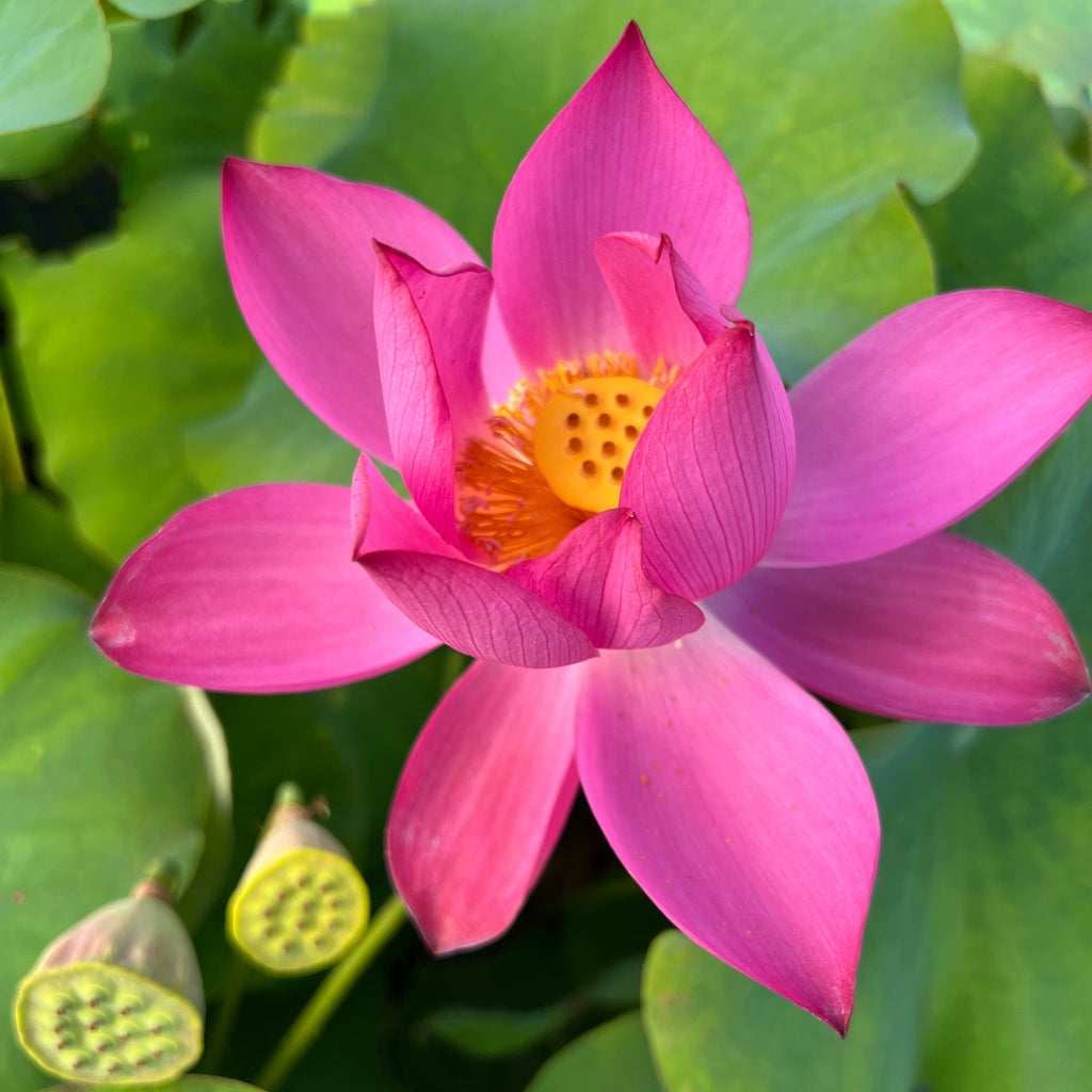 Sunny Sky' Lotus - Light Red Small (Bare Root Tuber) - Min Qty. 3 Per  Variety